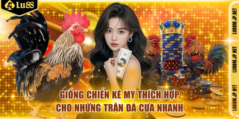 Giống chiến kê Mỹ thích hợp cho những trận đá cựa nhanh